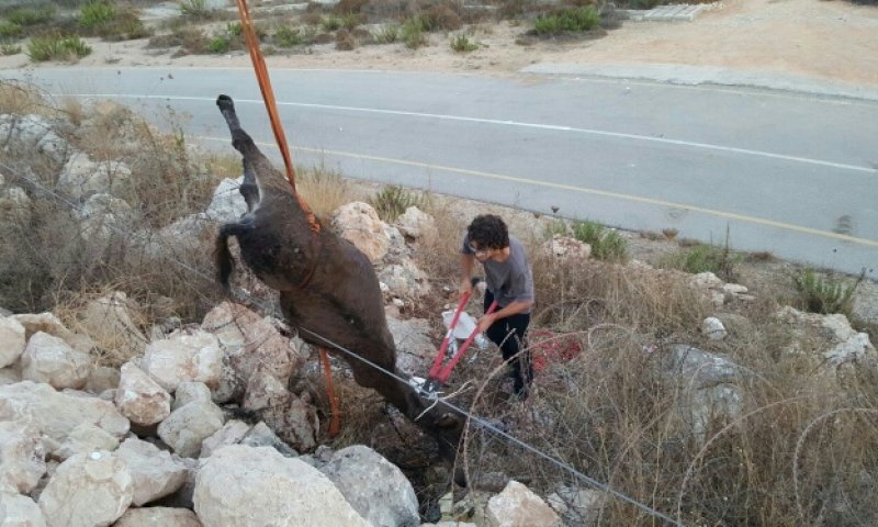 החמור שאילץ יהודים ופלסטינים לשתף פעולה