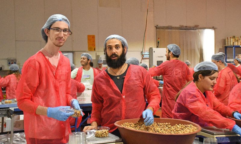 חניכי המכינות הקדם צבאיות וקק"ל נרתמו לסייע לחקלאי ישראל ביחד עם משרדי הממשלה