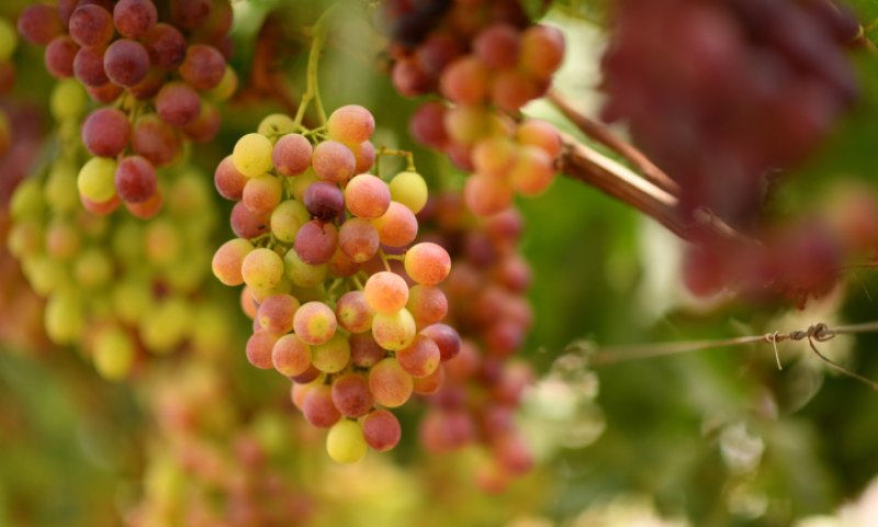 בניגוד לדרישת המנהל: הכרם בגוש עציון לא ייהרס