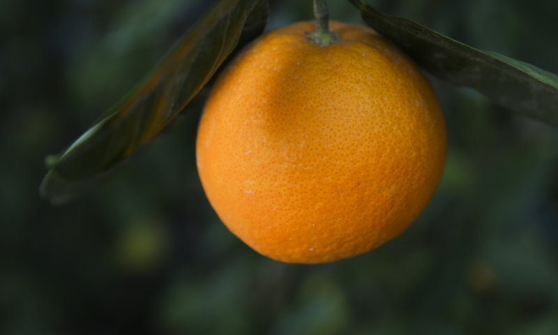 סיפור מרגש לט"ו בשבט: מעשה בתפוז בניכר