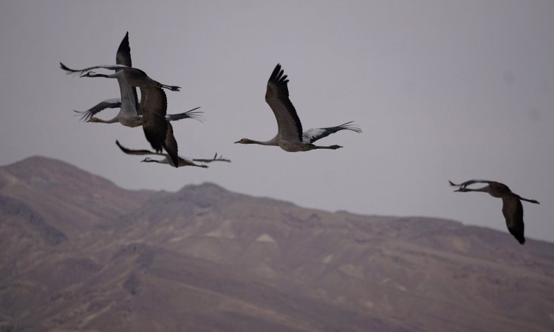 עונת הנדידה החלה: אלפי עגורים נצפו מעל יישובי הערבה