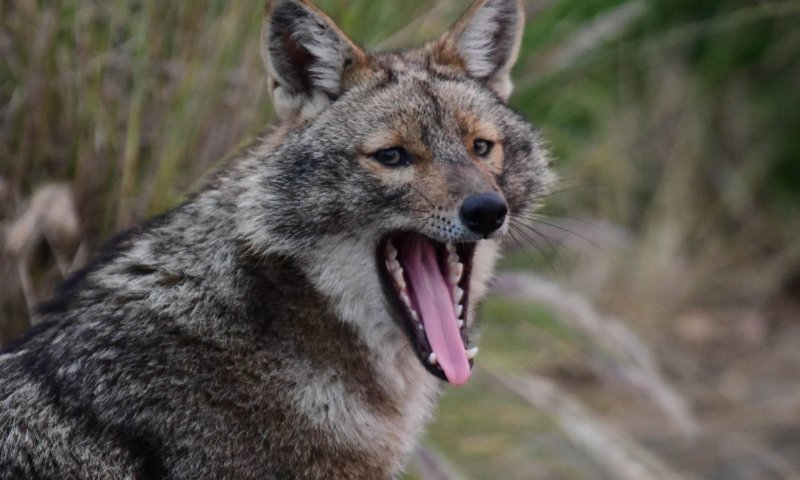 משרד הבריאות מזהיר: תן נגוע התגלה בבית שאן