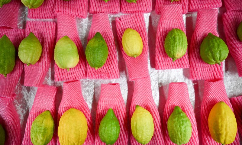 שו"ת מקיף | ארבעת המינים בשנת שמיטה