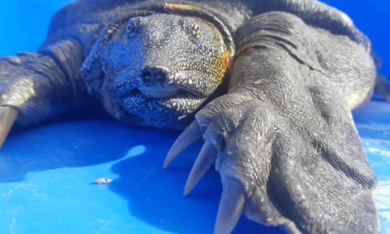 צפו: צב הים הרך שנמצא פצוע, שב בחזרה לטבע