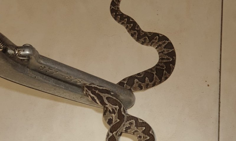 סיוטו של כל הורה: בן ה-7 צעק מכאב