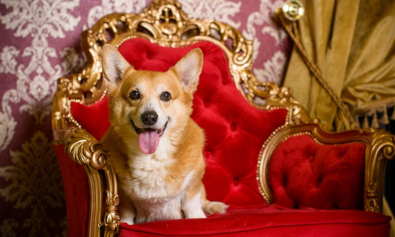 עוברים טירה: הבית החדש של כלבי המלכה