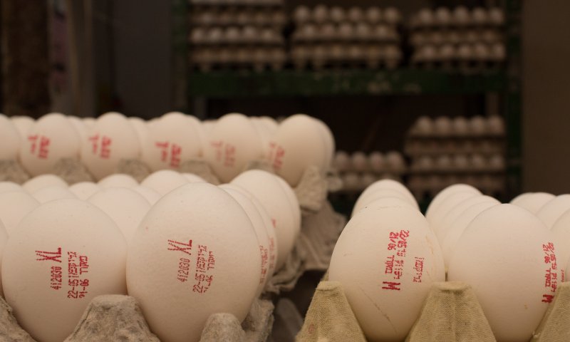 זהירות: חיידקי סלמונלה מזן אלים נתגלו במיליוני ביצים