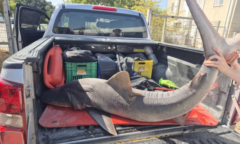 הפתעה בדיג: כרישה מסוג סנפירתן נתפסה באזור חיפה