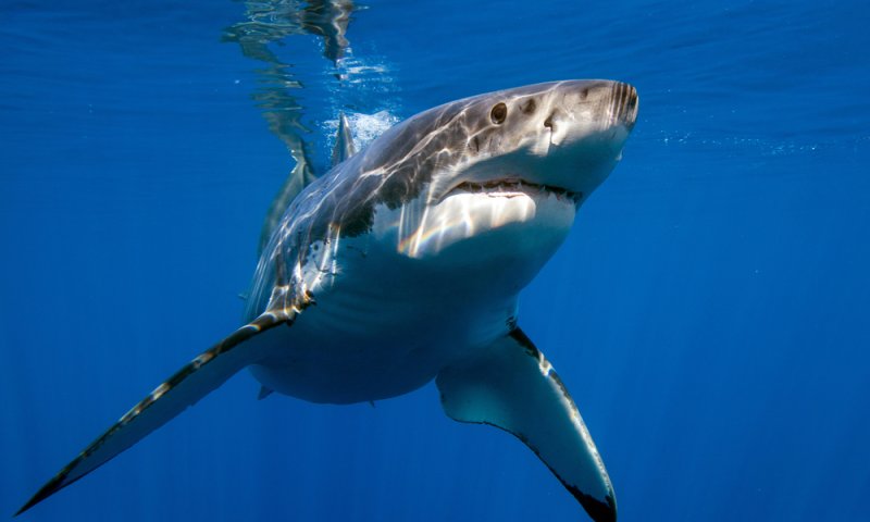 אסון באוסטרליה: בת 16 נהרגה מתקיפת כריש