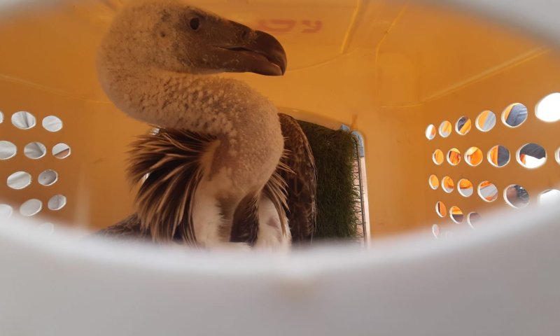 סוף עצוב: ניסיונות ההצלה של הנשר הדרומי כשלו