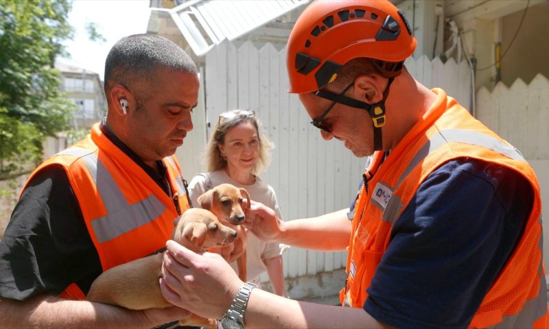 נס על ארבע: גורי כלבים אותרו בתוך דירה בבת ים שניזוקה מהירי