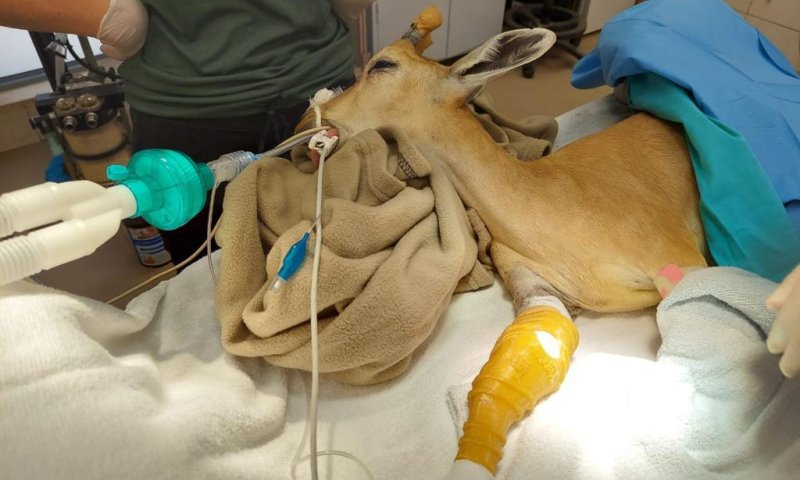 גבס שהודפס בתלת מימד ריפא את היעלה הפצועה