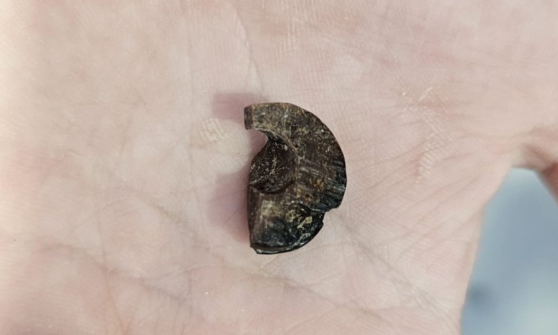 בואו לראות: ממצאים נדירים שנחשפו בשומרון העתיקה