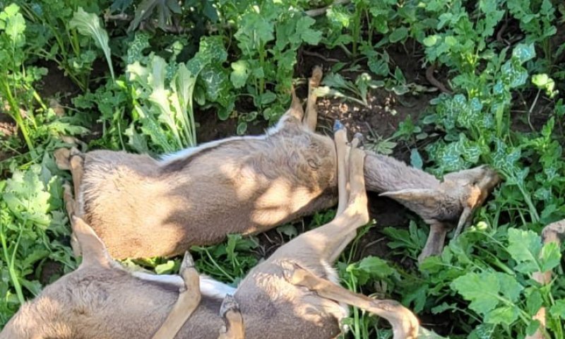 ללא רחמים: 7 צבאים הורעלו באזור עוטף עזה