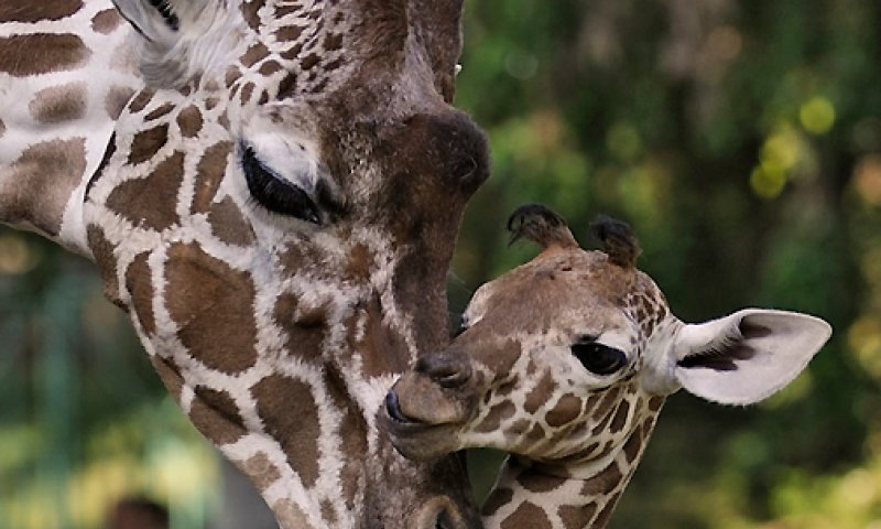 אבל בספארי: מה הרג את הג'ירף האהוב?