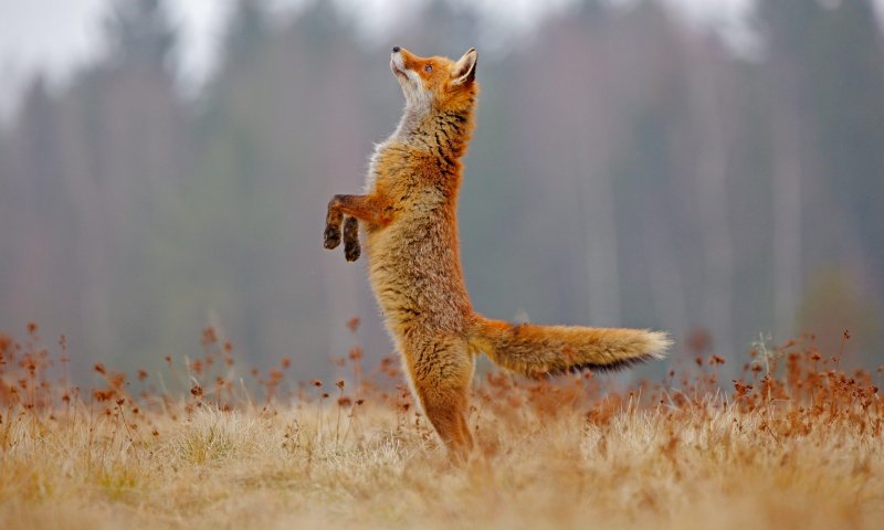 רט"ג ביוזמה חדשה לצמצום דריסת חיות בר בגולן