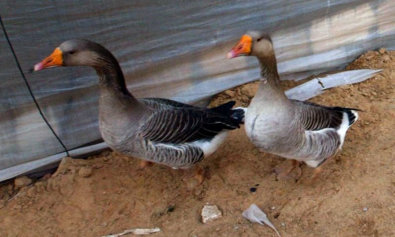 הרב יונה מצגר: מותר לייבא אווזים בטעם חזיר