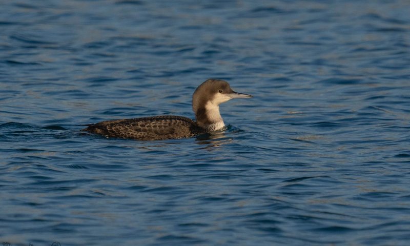 לא חושש מהחות'ים: העוף הנדיר מאלסקה קפץ לביקור באילת