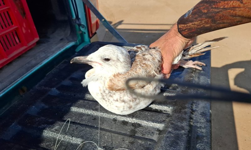בזכות עירנות הדייג: שחף הים הכספי ניצל לאחר שבלע קרס דיג