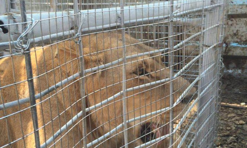 טרנספר מרצון: אריות מועברים מעזה לטול כרם