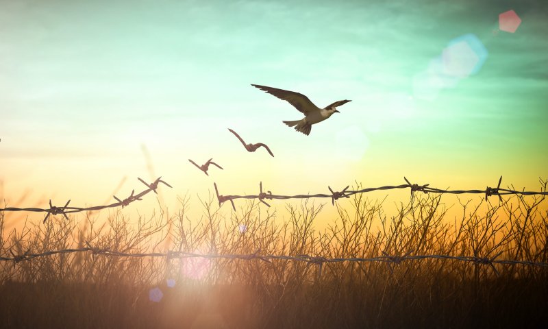 הילדה שהביטה ברכבות החולפות | ביקורת ספרים