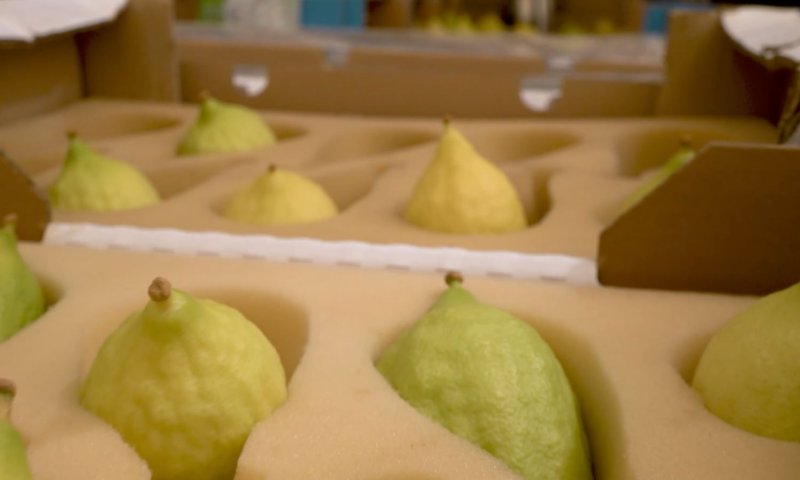 יצאנו לבדוק: איך נראה שוק ארבעת המינים בירושלים