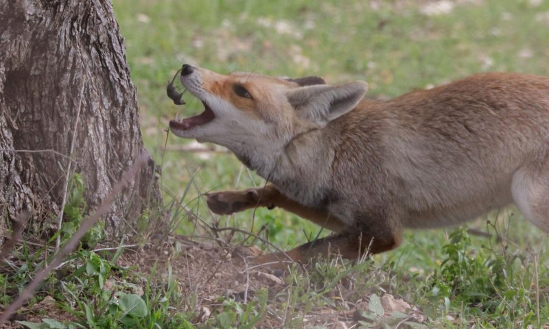 תיעוד נדיר: שועל טורף חדף ליד בית שמש &bull; צפו