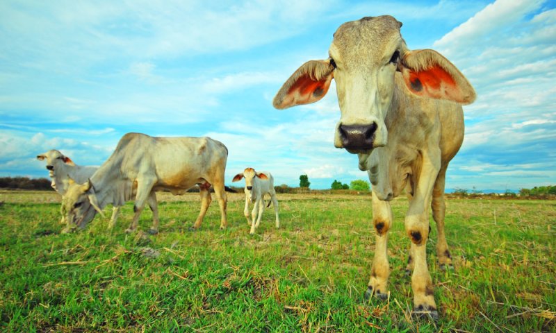העתיד כבר כאן: רובוטים ישלטו על פרות במרעה
