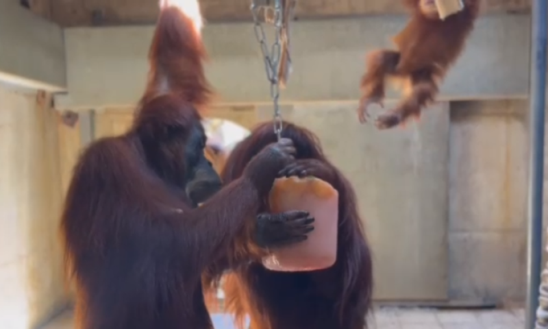 ללא רחמים: אם המשפחה שלא ויתרה על הקרטיב