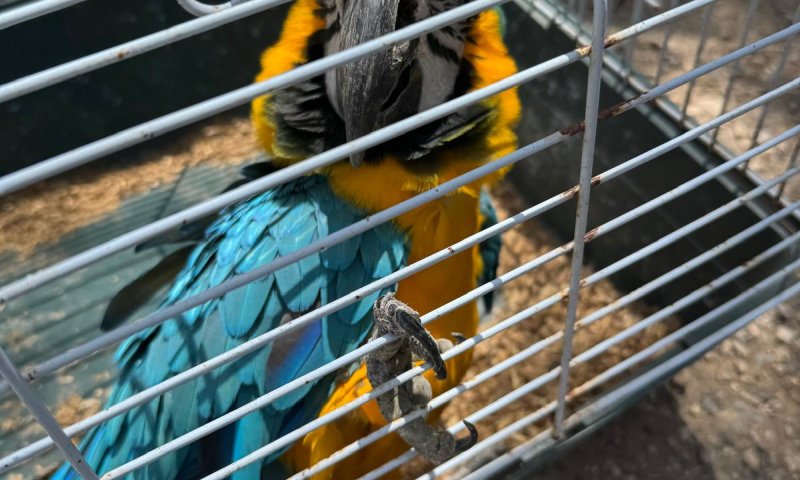 במבצע משטרתי: ארבעה תוכים בשווי רבע מיליון ש"ח הוחזרו לבעלים