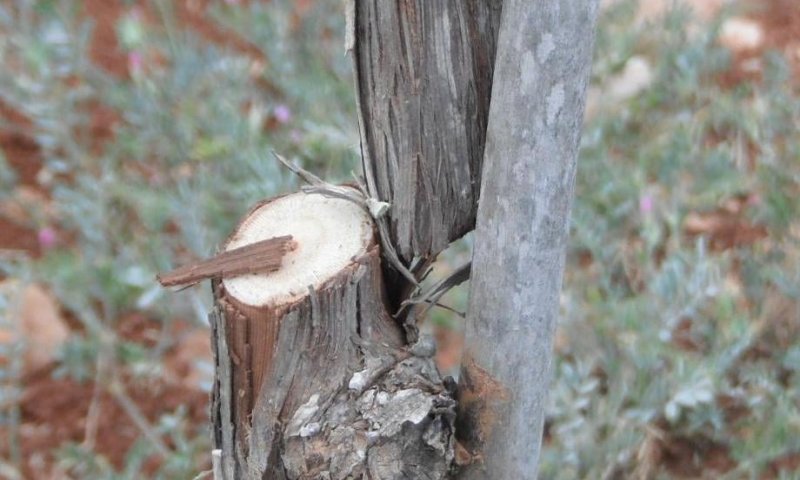 אלף גפנים נכרתו בבנימין על ידי פלסטינים