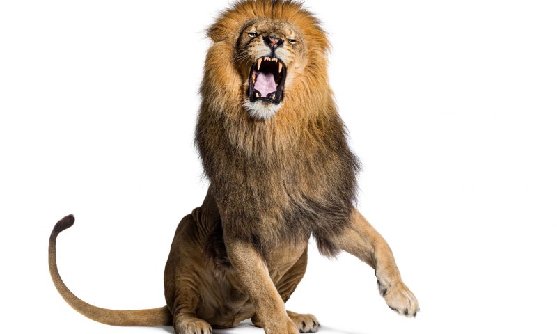 רק רצה לצלם סלפי: בן 34 נטרף על ידי אריה בהודו