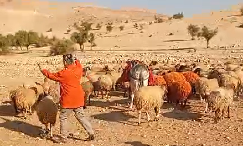 "חלאת המין האנושי": רועה צאן הותקף ע"י אנרכיסטים