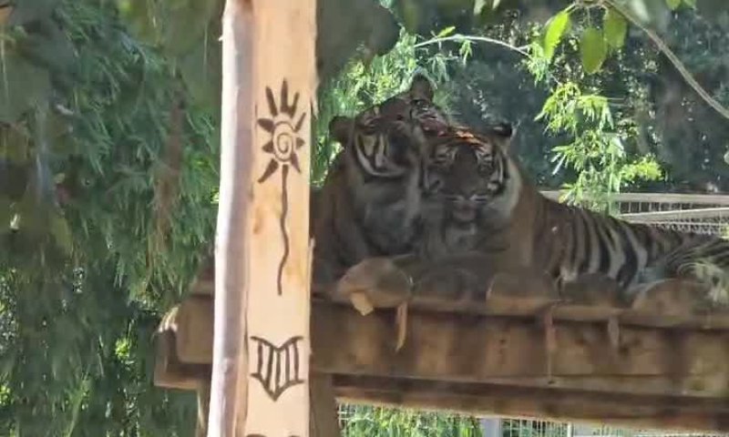 ט"ו באב: גם החיות בספארי חוגגות את חג האהבה