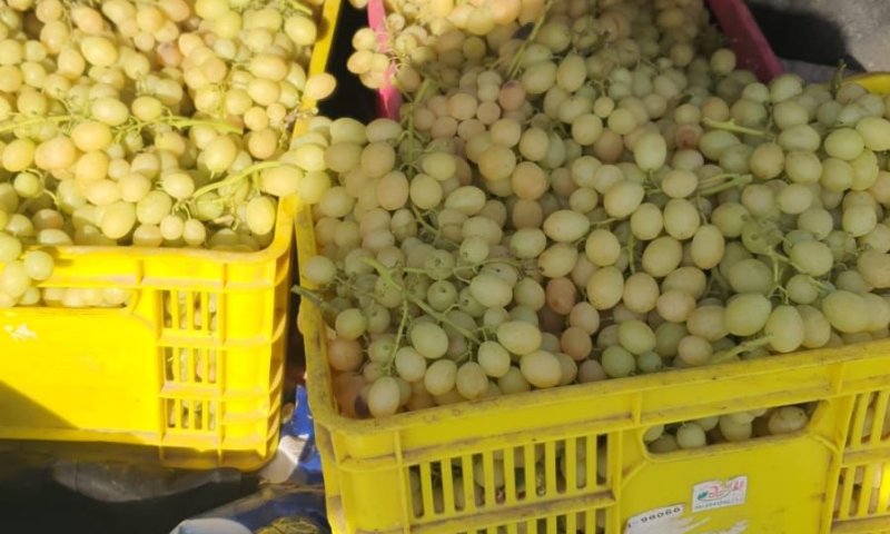 בדואי מרהט נתפס גונב עשרות קילוגרמים של ענבים