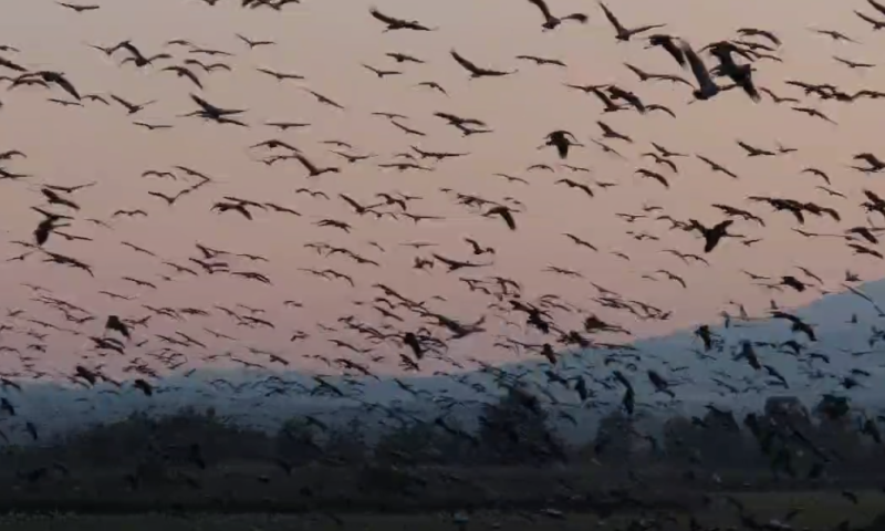 לצד הכטב"מים: כ-25,000 עגורים פרשו כנף באגמון החולה