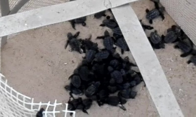 תגידו מזל טוב: עשרות צבים בקעו מהקן בחוף פלמחים