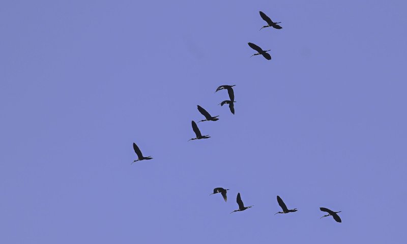 צפו בתיעוד: מאות עגורים עפים בשמורת עין אפק