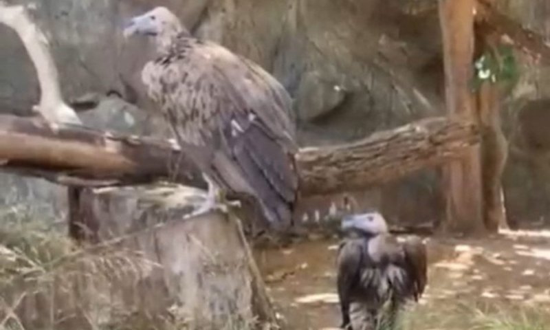 אהבה בשחקים: האלמן מהספארי שמצא בת זוג מפתיעה