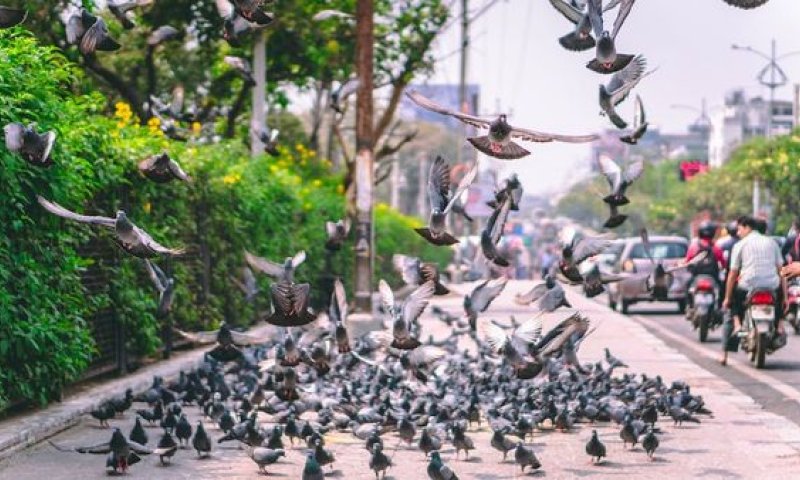 איך חברת סטופ יונים מרחיקה את היונים לצמיתות?