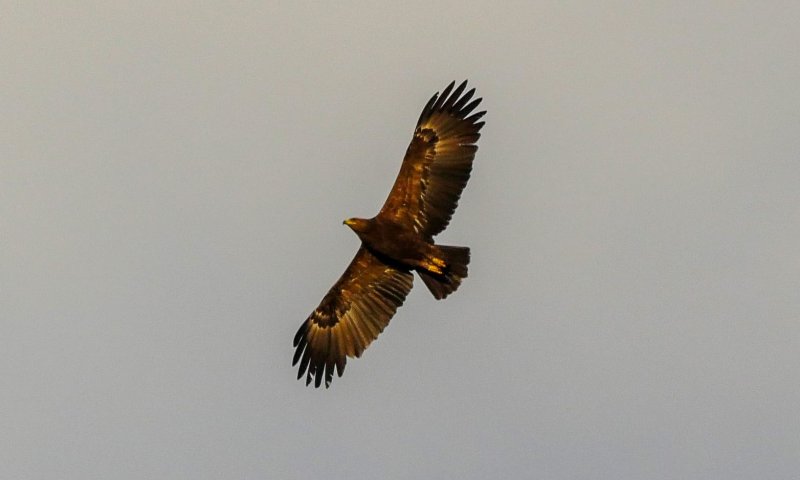 בגלל פקק אווירי: 50,000 עיטי חורש נצפו בשמיים