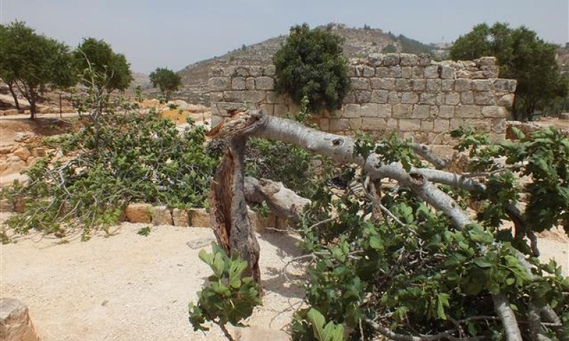 קריסת העץ העתיק בשילה הקדומה הוא סימן לגאולה?