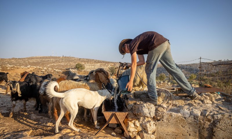 ניסיון לינץ' בבנימין: ערבים תקפו רועה צאן יהודי