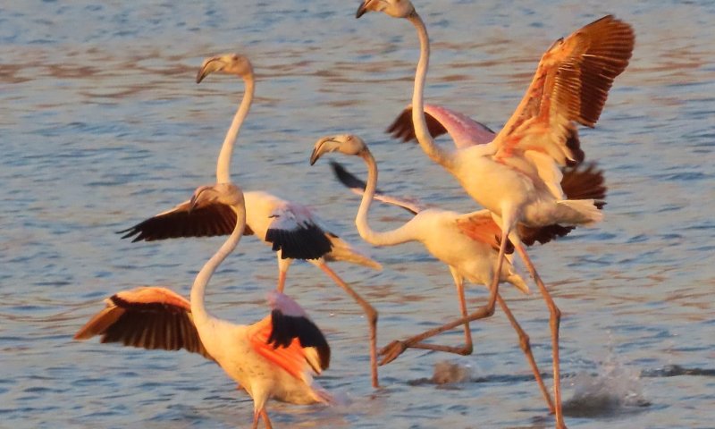חו"ל זה יקר: הפלמינגו הוורודים בהחלטה מפתיעה
