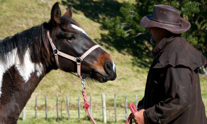 ניקולס אוונס, מחבר "הלוחש לסוסים" הלך לעולמו