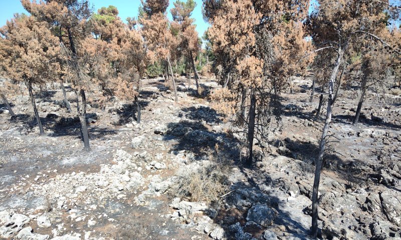 בתי הגידול של בעלי החיים נהרסו: המלחמה הסבה נזק עצום לטבע