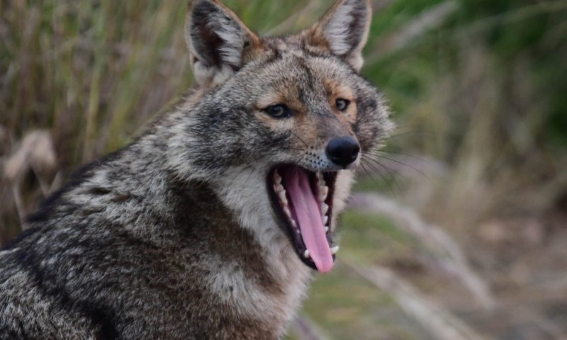תן ביס: תן נגוע בכלבת נשך בעלי חיים בקיבוץ רשפים