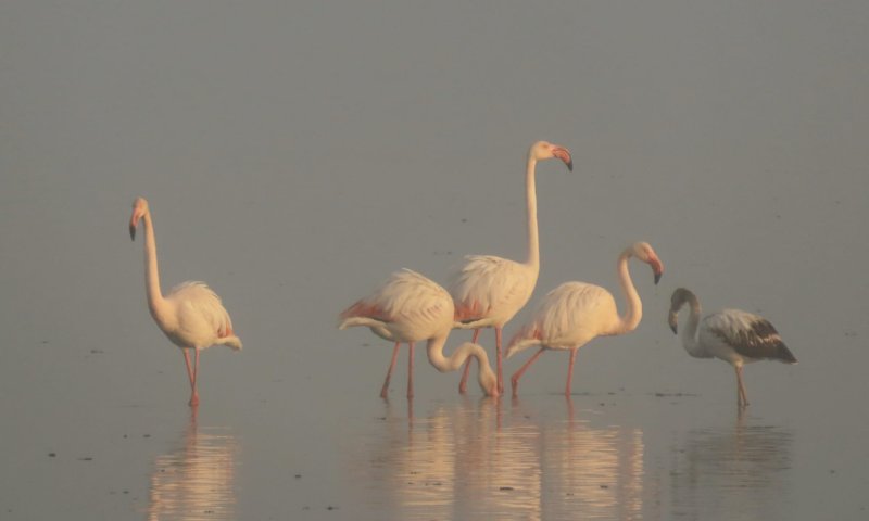 האגם נצבע בורוד: להקת פלמינגו נחתה בישראל