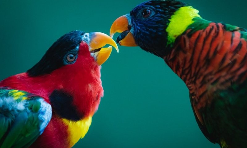 הלם בגן החיות התנ״כי: תוכים נדירים נגנבו במהלך הלילה