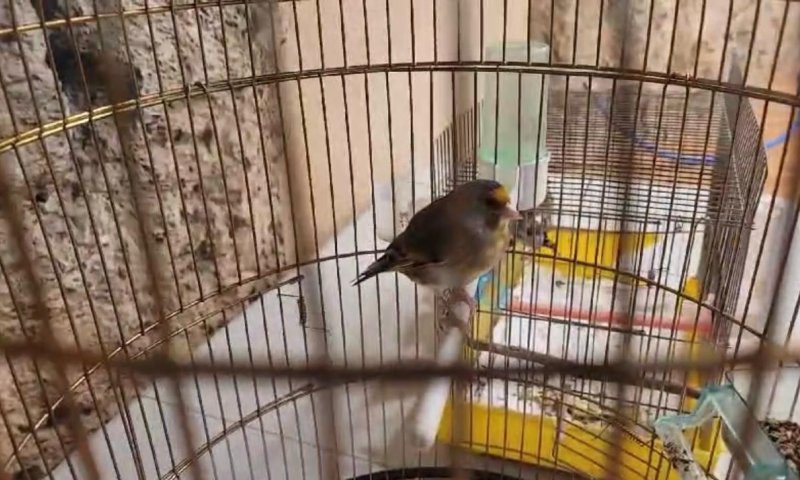 ערבי ממזרח י-ם נעצר בחשד לסחר בלתי חוקי בציפורים